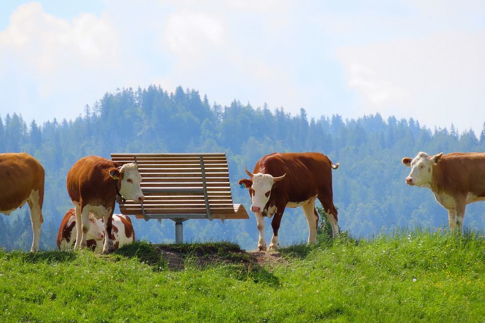 vaches folles avant la maladie